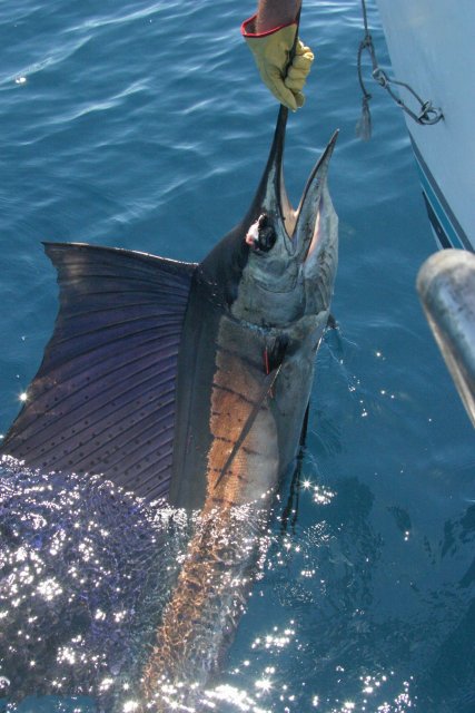 Billfish along side boat